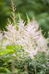 Astilbe 'Darwin's Snow Sprite'