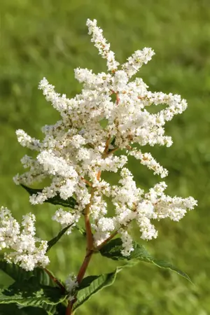 Astilbe (J) 'Deutschland' - 2 Ltr pot - image 1