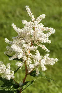Astilbe (J) 'Deutschland'