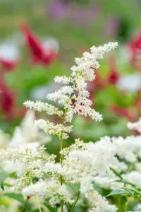 Astilbe (J) 'Deutschland' - 2 Ltr pot - image 3