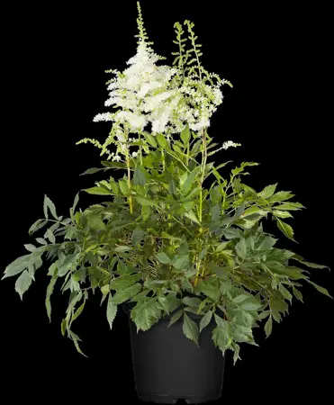 Astilbe (J) 'Deutschland' - 2 Ltr pot - image 2