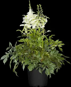 Astilbe (J) 'Deutschland' - 2 Ltr pot - image 2