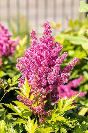 Astilbe (J) 'Mainz' - P9 - image 5