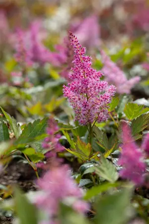 Astilbe (J) 'Mainz' - P9 - image 4