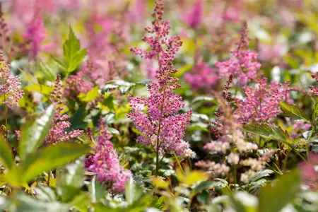 Astilbe (J) 'Mainz' - P11 - image 3