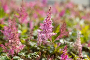 Astilbe (J) 'Mainz' - P9 - image 1