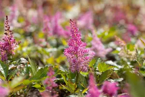 Astilbe (J) 'Mainz' - P9 - image 3