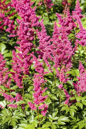 Astilbe (J) 'Red Sentinel' - P9