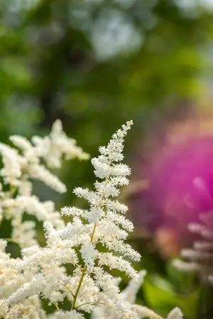 Astilbe (J) 'Washington' - 2 Ltr pot - image 4