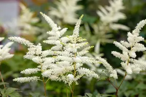 Astilbe (J) 'Washington' - 2 Ltr pot - image 2