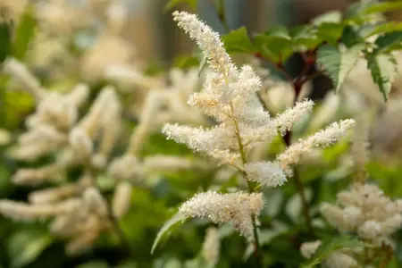 Astilbe (J) 'Washington' - 2 Ltr pot - image 3