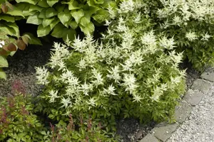 Astilbe (J) 'Washington'