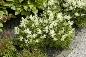 Astilbe (J) 'Washington' - C3.5 - image 1