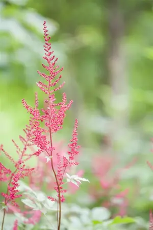 Astilbe mix - 2 Ltr pot - image 5