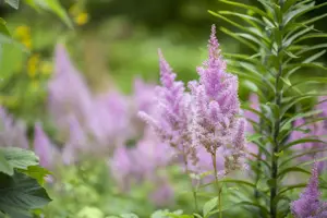 Astilbe mix