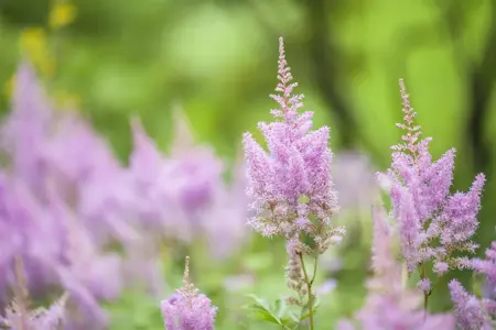 Astilbe mix - 2 Ltr pot - image 2