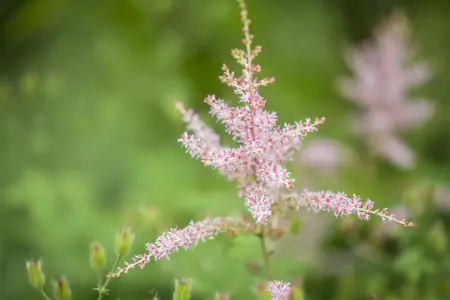 Astilbe mix - 2 Ltr pot - image 3