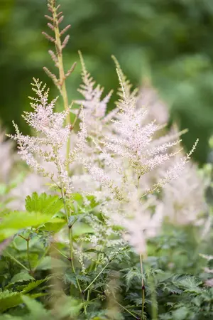 ASTILBE 2L MIXED COLOURS - image 4