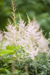 ASTILBE 2L MIXED COLOURS - image 4