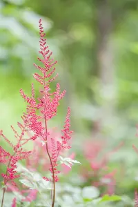 ASTILBE 2L MIXED COLOURS - image 5