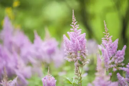ASTILBE 2L MIXED COLOURS - image 2