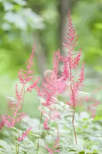 Astilbe (S) 'Sprite'