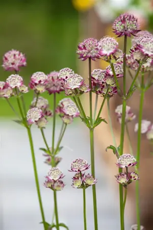 Astrantia maj. 'Abbey Road'? - 2 Ltr pot - image 3