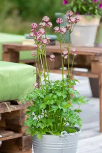 Astrantia maj. 'Abbey Road'? - 2 Ltr pot - image 4