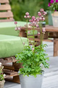 Astrantia maj. 'Abbey Road'? - 2 Ltr pot - image 5