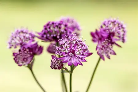 Astrantia maj. 'Abbey Road'? - 2 Ltr pot - image 2