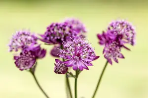 Astrantia maj. 'Abbey Road'? - 2 Ltr pot - image 2