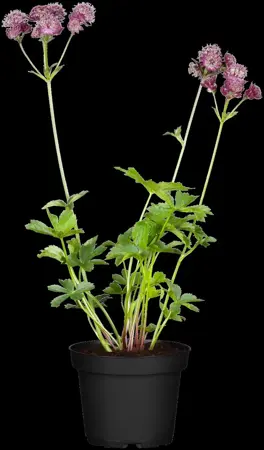 Astrantia maj. 'Abbey Road'? - 2 Ltr pot - image 1