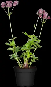 Astrantia maj. 'Abbey Road'?