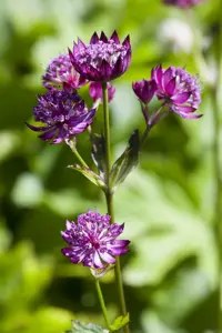 Astrantia maj. 'Burgundy Manor'