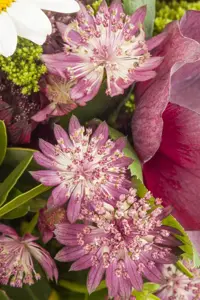 Astrantia maj. 'Burgundy Manor' - P9 - image 2