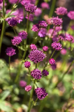 Astrantia maj. 'Burgundy Manor' - P9 - image 3
