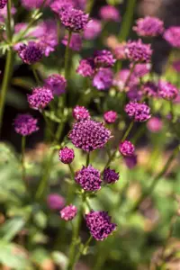 Astrantia maj. 'Burgundy Manor' - P9 - image 3