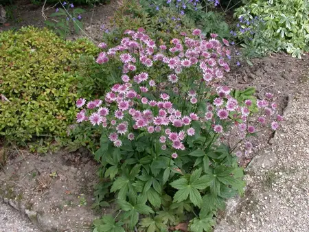 Astrantia maj. 'Burgundy Manor' - P9 - image 4