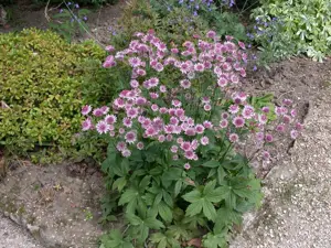 Astrantia maj. 'Burgundy Manor' - P9 - image 4