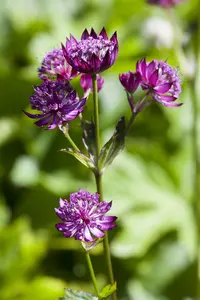 Astrantia maj. 'Little Flowerer'