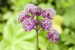 Astrantia maj. 'Primadonna'