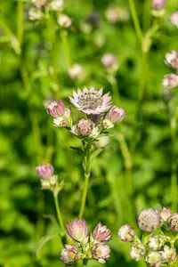Astrantia maj. 'Red Button' - P9 - image 2
