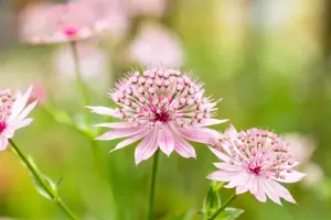 Astrantia maj. 'Roma' - P9 - image 2