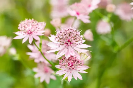 Astrantia maj. 'Roma' - 4.5 Ltr pot - image 1