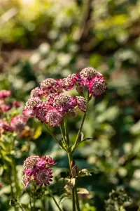 Astrantia maj. 'Rosensinfonie' - 2 Ltr pot - image 2