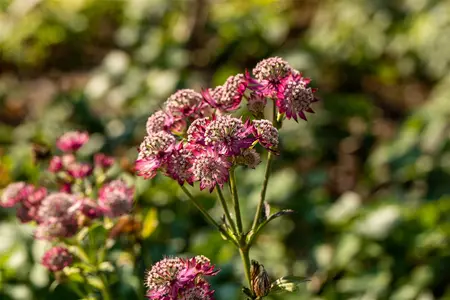 Astrantia maj. 'Rosensinfonie' - 1.5 Ltr pot - image 1