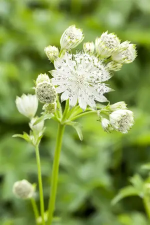 Astrantia maj. 'Shaggy' - 2 Ltr pot