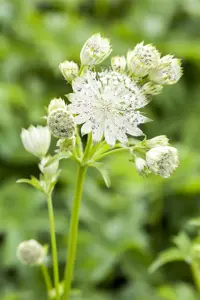 Astrantia maj. 'Sparkling Stars White'