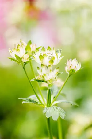 Astrantia maj. 'Star of Billion'? - 4.5 Ltr pot - image 2