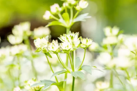 Astrantia maj. 'Star of Billion'? - 2 Ltr pot - image 1